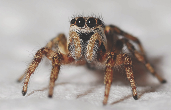 Jumping Spider 11x17 Poster