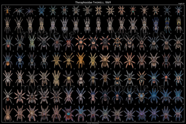 Tarantulas of the World 24×36 Poster With PDF Handbook