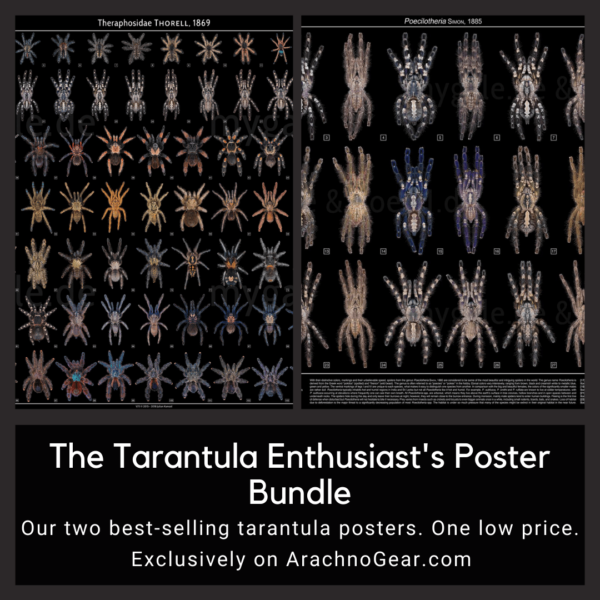 The Tarantula Enthusiast’s Poster Bundle